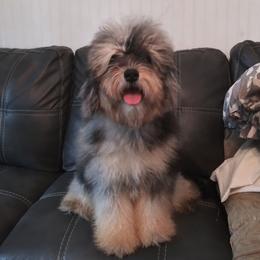 Terry - Aussiedoodle