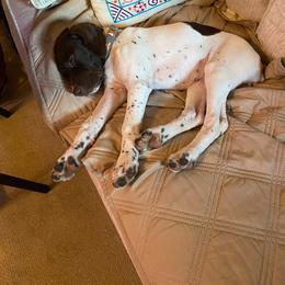 Anna Belle-Pink - Liver and white female German Shorthaired Pointer puppy in Union Hall, Virginia from Rustic Creek Farms
