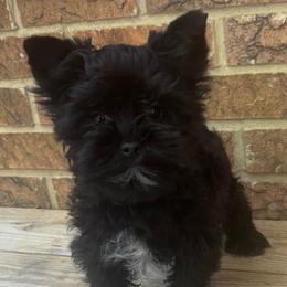 Male 1 - Black and tan male Yorkshire Terrier puppy in Lafayette, Georgia from Berggipfel Yorkies