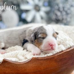 Sugarplum - Blue merle female Bernedoodle puppy in Henry, Illinois from Rowe Farms Doodles