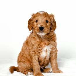 Storm - Cream male Goldendoodle puppy in Slc, Utah from Timp Doodles