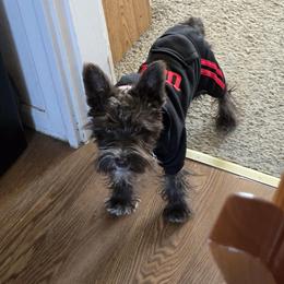 Teddy - Miniature Schnauzer