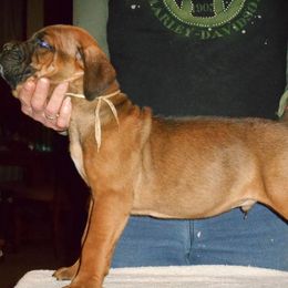 "Bourbon" Cane Corso Puppies from Michelle Jackson