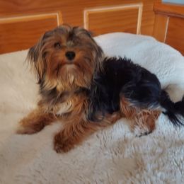 ZZ - Yorkshire Terrier