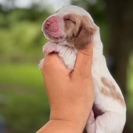 Brooks - Red and white male Basset Hound puppy in Conway, Missouri from Ozark Mountain Kennel