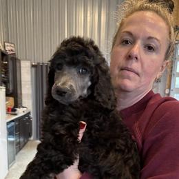 Boy 3 - Blue male Poodle puppy in Wentworth, South Dakota from PaintersPreciousPoodles