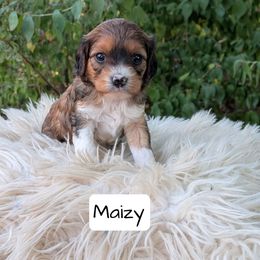 Girl 1 - Tri-color female Cavapoo puppy in Amboy, Indiana from Wag'in Tails