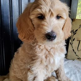 Rowan, goldendoodle f1b - Apricot male Goldendoodle puppy in Dickson, Tennessee from Rowan's Rascals