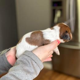 Dachshund Puppies from Rea's Puppies