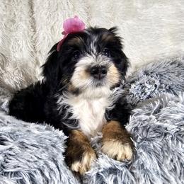 Bernedoodle Puppies from A Star is Born Doodles