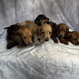 Dachshund puppies from Cynthia’s Royal Dachshunds