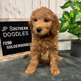 Stella's Red Collar Boy 2350.00 - Apricot male Goldendoodle puppy in Alvin, Texas from JP Southern Doodles
