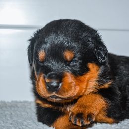 Rottweiler Puppies from Titanenheim Rottweilers