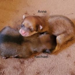 Pomeranian puppies from Donna's Pomeranians