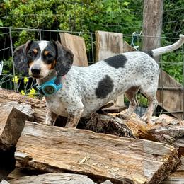 Dolly - Dachshund