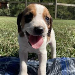 Boy 1 - American Foxhound puppy in Waxhaw, North Carolina from Setting Sun Kennel