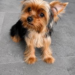 Karoline CKC DNA - Blue and gold female Yorkshire Terrier puppy in Cape Coral, Florida from Katherine’s Yorkies and Poodles
