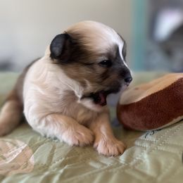 Hairy hairless girl - Blue female Chinese Crested puppy in Rockvale, Tennessee from Cosmic Chinese Cresteds & Wind-Echo Poodles