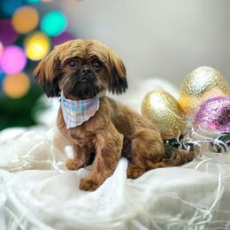 Red - Shih Tzu