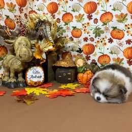 Pomeranian Puppies from Port Bee Pomeranian’s