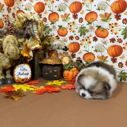 Pomeranian Puppies from Port Bee Pomeranian’s