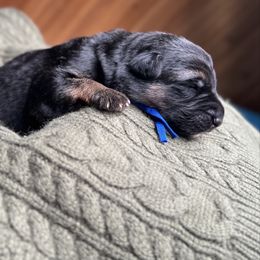 Blue Collar - Black and tan male German Shepherd puppy in Eagle Creek, Oregon from Platz German Shepherds