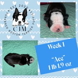Ace - Black and white male Boston Terrier puppy in Jupiter, Florida from CJM Boston and Boxer Puppies