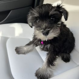Girl 1 - Black and silver Miniature Schnauzer puppy in Washington from Ruby Schnauzers