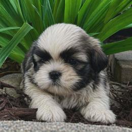 Fig - Gold and white male Shih Tzu puppy in North Carolina from WillowCreek Mountain View Shih Tzu