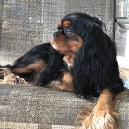 Addie - Cavalier King Charles Spaniel