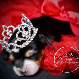 Dachshund Puppies from Bald Mountain Dachshunds