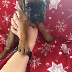 Boxer Puppies from Goose River Boxers Co