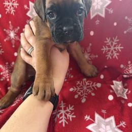 Boxer Puppies from Goose River Boxers Co