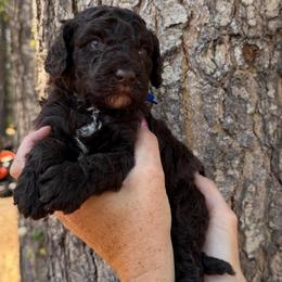 Onyx  blue collar - Brown male Poodle puppy in Clarkston, Washington from Doodle & Poodle Palace