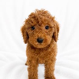 Daisy - Red  female Goldendoodle puppy in Warrensburg, Missouri from Supreme Doodles