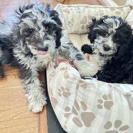 Cavapoo Puppies from Corey’s Pups