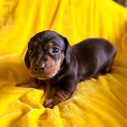 Cherry Pie - Black and tan female Dachshund puppy in Austin, Texas from Duchess Daphne's Doxie Empire