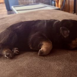 Boy 2 - Black and red male German Shepherd puppy in Carbondale, Kansas from Cunningham German Shepherds, LLC