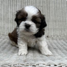 Gonzo - Brindle and white male Cavatzu puppy in Saint Paul, Minnesota from Amy’s Puppy Tzu