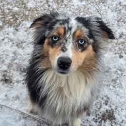 Ella - Blue merle female Miniature Australian Shepherd puppy in Dowagiac, Michigan from Wrightway Wigglebutts