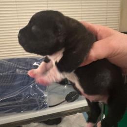 B - Brindle female Staffordshire Bull Terrier puppy in Brandon, Florida from Angels & Myths