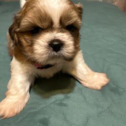 Rays pink - Brindle female Shih Tzu puppy in Temple, Pennsylvania from Kathy Diego's Shih Tzus