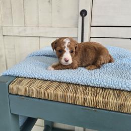 Luke - Red  male Goldendoodle puppy in Floyd, Virginia from Hearts and Paws Poodles and Doodles