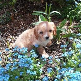 Cavapoo Puppies from Jessie's Puppies