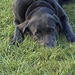 Labrador Retriever Puppies from North Trail Retrievers