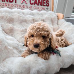 Boy 4 - Apricot male Goldendoodle puppy in North Royalton, Ohio from Johnson's Doodles