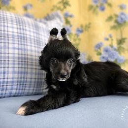 Posy - Black female Chinese Crested puppy in Ocala, Florida from Crestie Charm Cottage