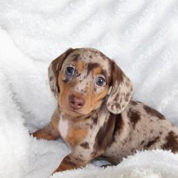 Boy 3 - Dapple male Dachshund puppy in Daytona Beach, Florida from Tropic Dachshunds