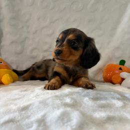 Annette - Dapple female Dachshund puppy in Temple, Texas from Brit’s Doxie Crossing