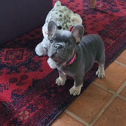 Ping - French Bulldog puppy in Springfield, Missouri from #1 Frenchies aka Nokie's Bullies